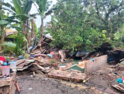 Pohon Rambutan Tua Tumbang Timpa Rumah di Dolok Batu Nanggar, Tidak Ada Korban Jiwa