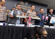 Polrestabes Medan Tangkap Penjual Organ Tubuh Beruang Madu dan Trenggiling