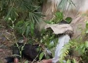 Mayat Pria Posisi Duduk Ditemukan di Tepi Sungai Bah Bolon Pematangsiantar